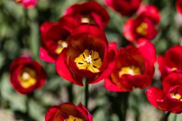 stock image Tulipa Red Georgette, tulip flowers grown in a garden