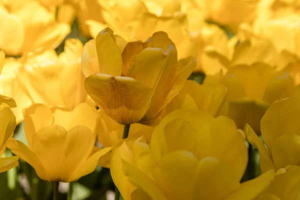 Tulipa Golden Apeldoorn 郁金香花生长在花园 — 图库照片