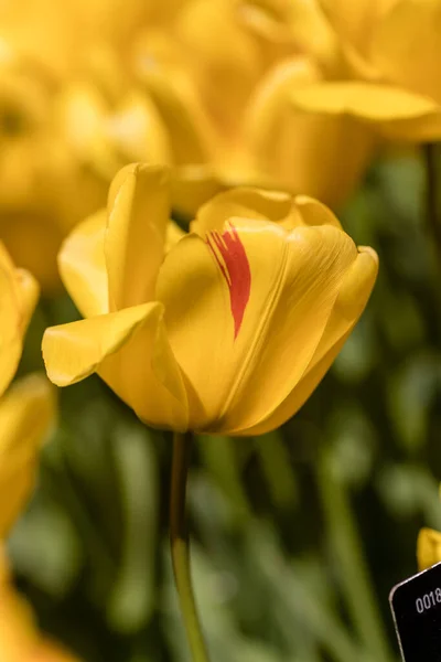 Tulipa Golden Apeldoorn Цветы Тюльпанов Выращенные Саду — стоковое фото
