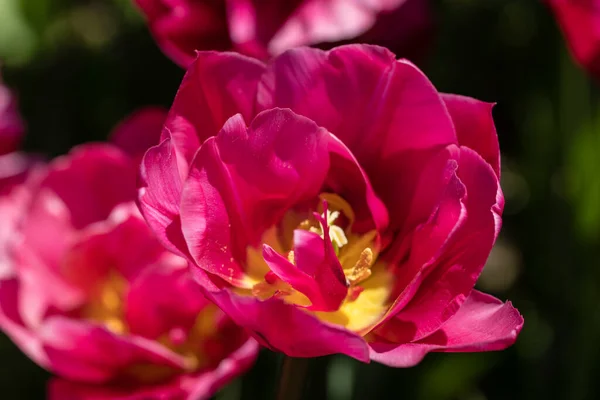 stock image tulip flowers grown in a garden