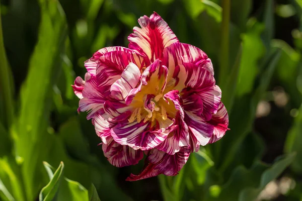 庭で栽培されたチューリップの花 — ストック写真