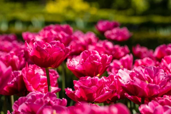 Tulpenblumen Einem Garten Angebaut — Stockfoto