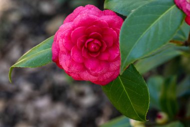 Kontes Lavinia Maggie, kamelya çiçekleri bahçede yetiştirilir.