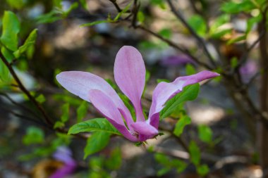 Magnolia liiflora Madrid 'de bir bahçede çiçek açar.