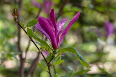 Magnolia liiflora Madrid 'de bir bahçede çiçek açar.