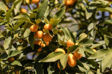 Madrid 'de bir bahçede portakal ağacı zaferi