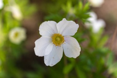 Anemone Silvestris baharda bahçede büyür ve çiçek açar.