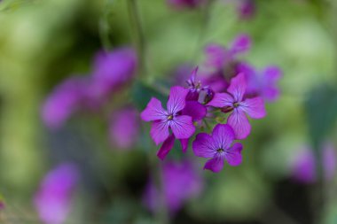 Lunaria Annua genellikle gümüş dolar, dolar fabrikası, ay otu, dürüstlük olarak bilinir..