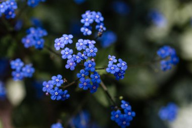 Baharda bahçede Zantedeeschia Aethiopica Çiçeği