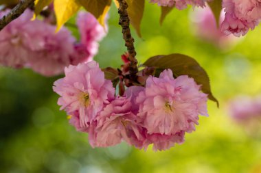 Madrid 'de Prunus serrulata şubesi