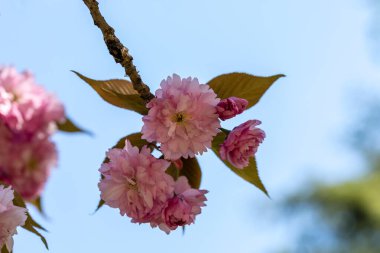 Madrid 'de Prunus serrulata şubesi