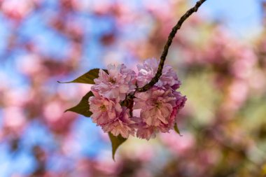 Lale çiçekleri bahçede yetişir.
