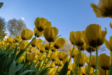 Lale çiçekleri bahçede yetişir.