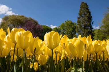 Lale çiçekleri bahçede yetişir.