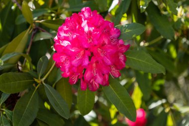 çiçek ve ağaç yaprakları rhododendron, Rhododendron arboreum, Ericaceae