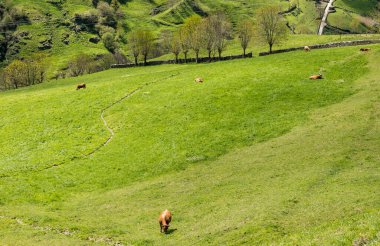 Leitariegos, Asturias, İspanya vadisindeki çayırlarda otlayan inekler.