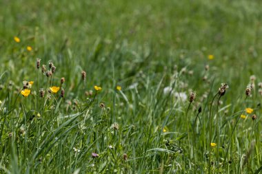 Leitariegos Vadisi, Asturias, İspanya, bahar başında