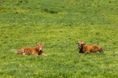 Leitariegos, Asturias, İspanya vadisindeki çayırlarda otlayan inekler.