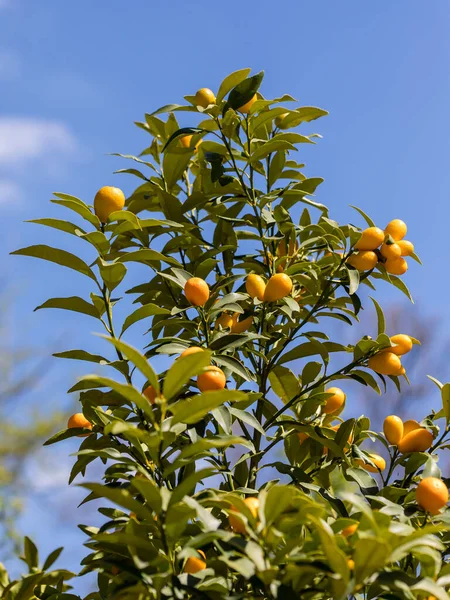 Orangenbaum Conquat Einem Garten Madrid — Stockfoto