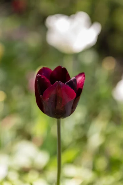 Flores Tulipa Cultivadas Jardim — Fotografia de Stock