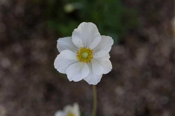 아네모네의 은빛꽃은 정원에서 — 스톡 사진