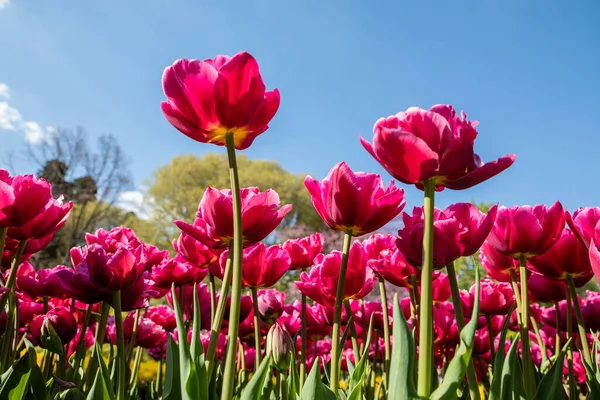 Tulpenblumen Einem Garten Angebaut — Stockfoto