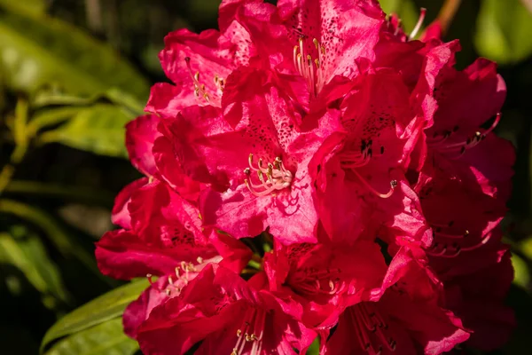 Flores Folhas Árvore Rhododendron Rhododendron Arboreum Ericaceae — Fotografia de Stock