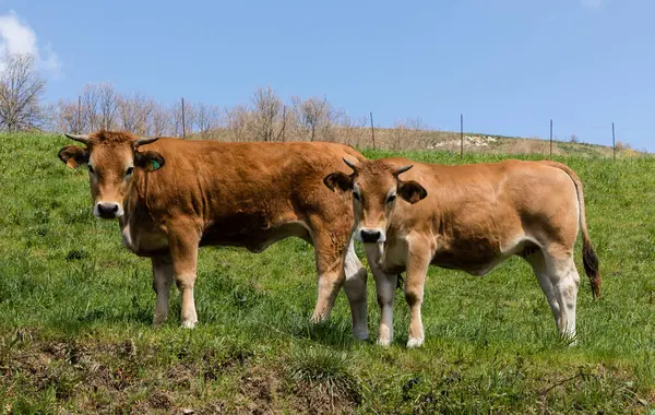 Cows Grazing Meadows Valley Leitariegos Asturias Spain — Stock Photo, Image