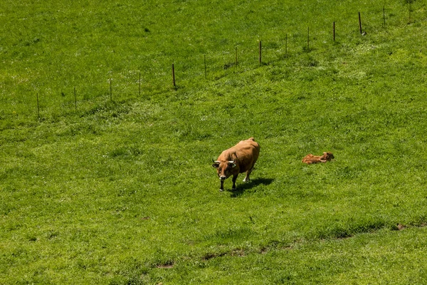 Коровы Пасутся Лугах Долины Лейтариегос Астурия Испания — стоковое фото