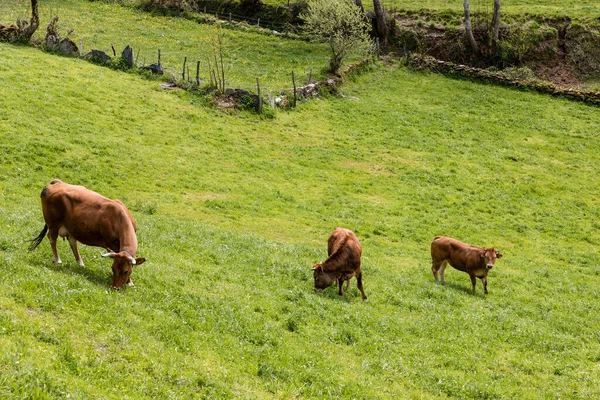 Коровы Пасутся Лугах Долины Лейтариегос Астурия Испания — стоковое фото
