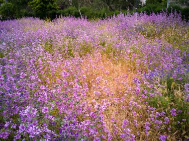 Orman yaban ördeği - Çayırda çiçek açarken Malva Sylvestris.