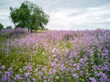 Orman yaban ördeği - Çayırda çiçek açarken Malva Sylvestris.