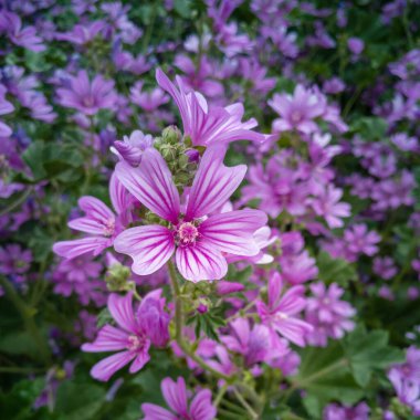 Orman yaban ördeği - Çayırda çiçek açarken Malva Sylvestris.