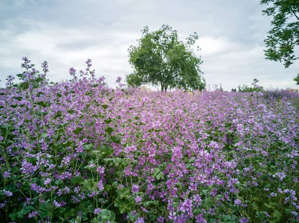 Orman yaban ördeği - Çayırda çiçek açarken Malva Sylvestris.