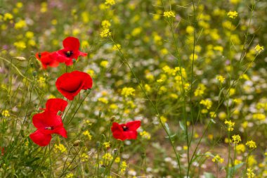 Madrid 'deki kır evinde yabani çiçek