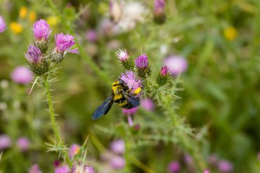 Madrid kır evinde böcekli yabani çiçek