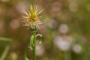 Madrid 'deki kır evinde yabani çiçek