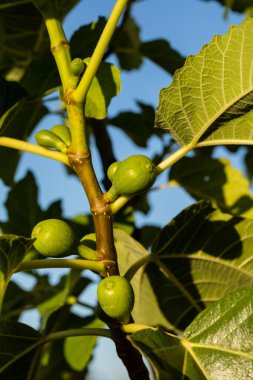 Yeşil çiğ meyve ve incir ağacının yaprakları baharın başlarında bir dalda yetişir.