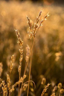 The beautiful colors of the autumn grass during the rain. Dry grass of a beautiful yellow color.