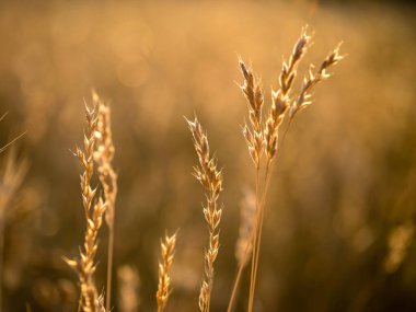 The beautiful colors of the autumn grass during the rain. Dry grass of a beautiful yellow color.