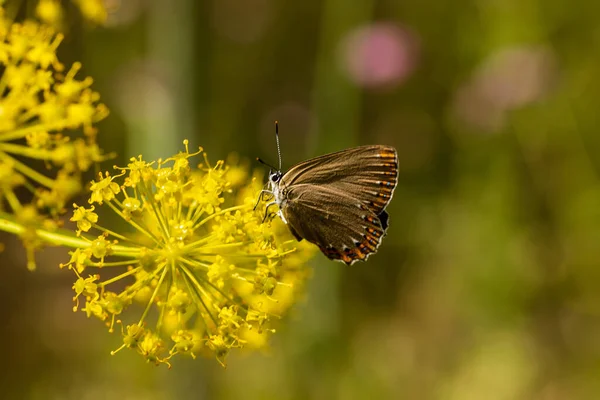 Дикий Цветок Бабочкой Мадридском Домике — стоковое фото