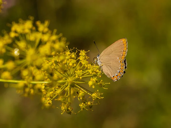 마드리드 나비와 야생화 — 스톡 사진