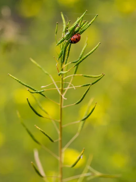 Wild Flower Insect Madrid Country House — Stock Photo, Image