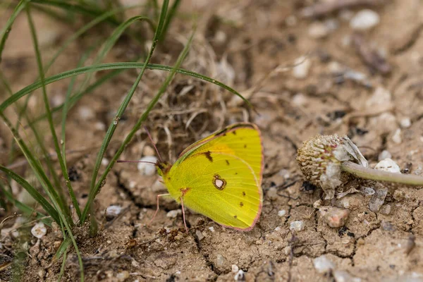 マドリードカントリーハウスの蝶と野生の花 — ストック写真