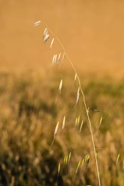 Beautiful Colors Autumn Grass Rain Dry Grass Beautiful Yellow Color — Fotografia de Stock
