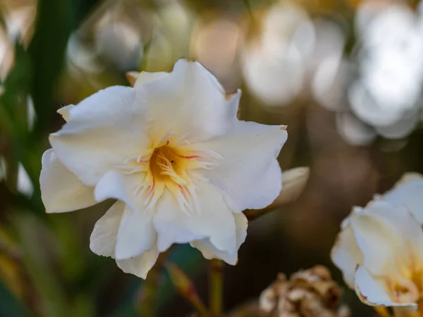 Rosa Nerium Oleander Buske Med Blått Hav Bakgrunden Oleander Giftig — Stockfoto