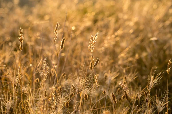 Beautiful Colors Autumn Grass Rain Dry Grass Beautiful Yellow Color — Fotografia de Stock