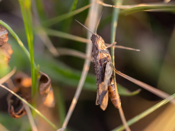 매크로 가까이 뛰어오르는 메뚜기 — 스톡 사진