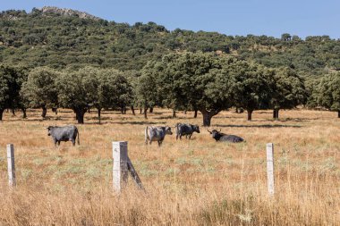 Salamanca, İspanya 'da inekler