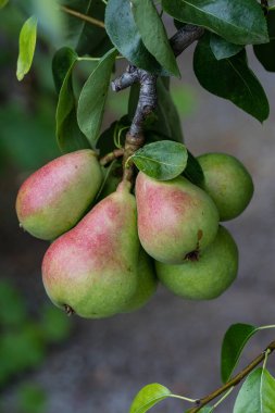 Yaz bahçesinde armutlardan oluşan olgun organik bir tarla dalı.